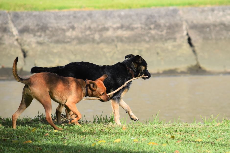 When Two Dogs Share a Home: How Resource Distribution Shapes Behavior Before Training Ever Begins