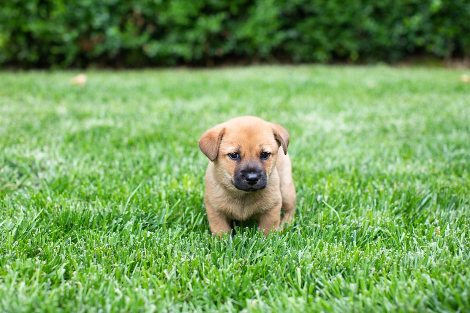 The Complete Beginner’s Guide to Caring for a Puppy: Essential Systems for a Healthy Start