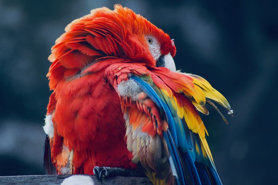 Why Birds Preen: Feather Care as Health, Weather, and Social Information