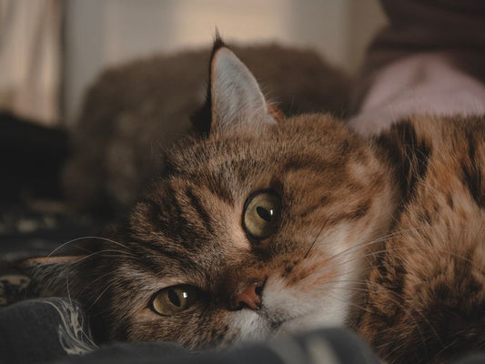 First-Time Pet Owner’s Guide to Eye and Ear Care: What to Watch For and How to Clean Safely