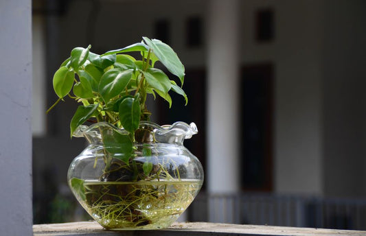 Repotting and the Root-Zone Oxygen Problem: Why a Bigger Pot Can Still Suffocate Roots