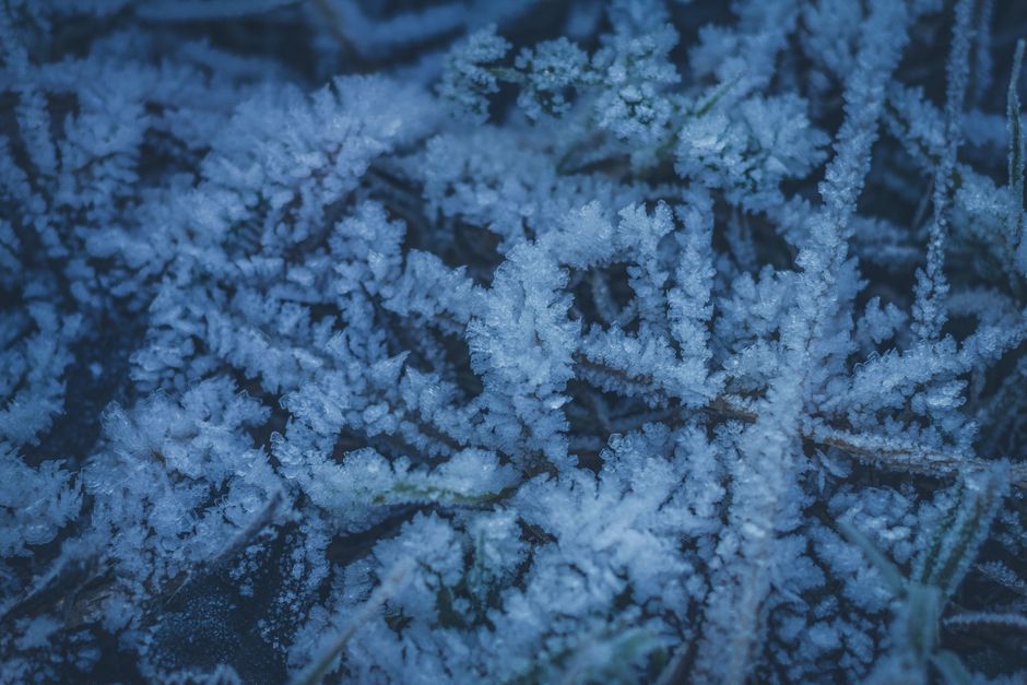 When a ZZ Plant Gets Too Cold: Chilling Stress, Frost Injury, and What the Rhizome Is Actually Doing