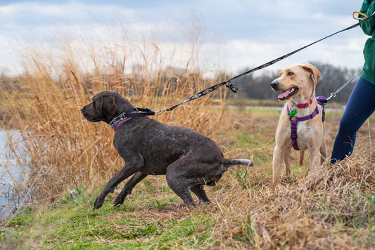 Why Your Dog Pulls Toward the Leash's Edge: The Environmental Roots of Leash Walking Problems