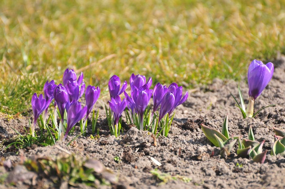 The Seasonal Flower Bulb Planting Guide: Timing Your Garden for Continuous Bloom