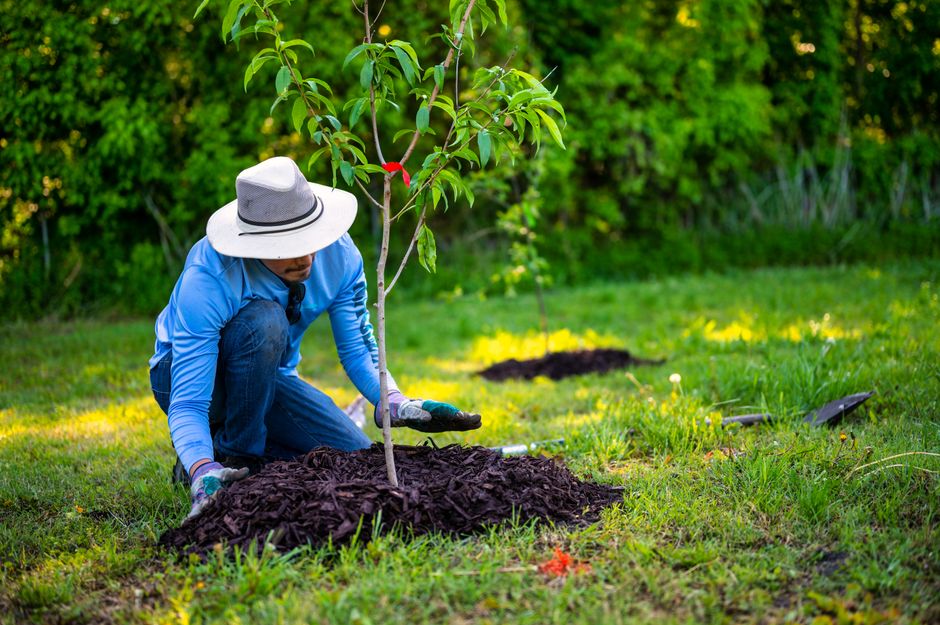 Busy Person's Guide to Mulching: Time-Saving Strategies for a Thriving Garden