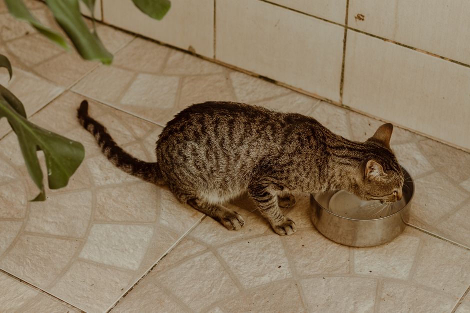 Why Your Cat's Water Bowl Location Matters More Than You Think