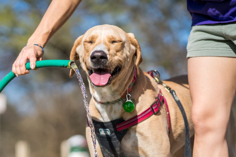 Summer Dog Training Tips: Managing Heat, Hydration, and Focus