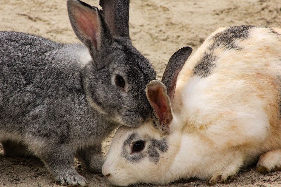 Introducing a Second Rabbit: Why Bonding Fails When You Rush the Space