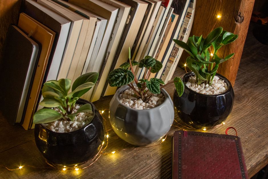Snake Plant Care in Small Spaces