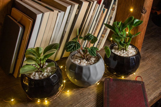 Snake Plant Care in Small Spaces