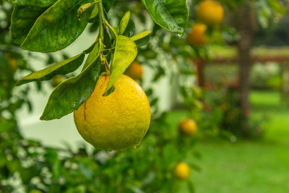 How to Rescue a Citrus Tree with Yellow Leaves After Overwatering: A Step-by-Step Recovery Plan
