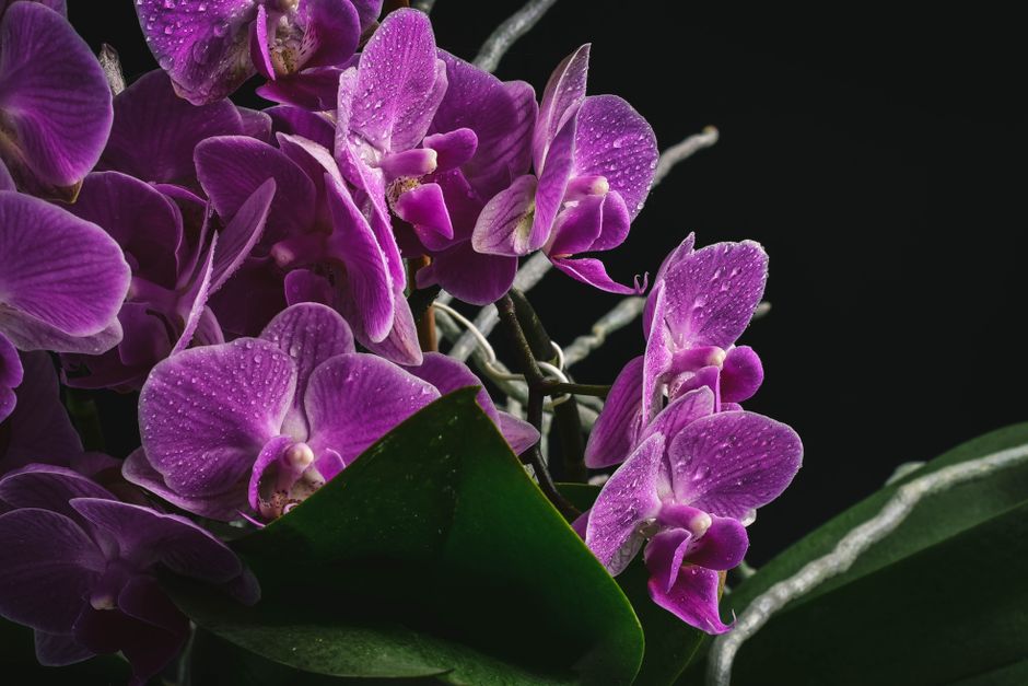 Why Fertilizer Salts Accumulate Around Orchid Roots—and How to Recognize the Damage