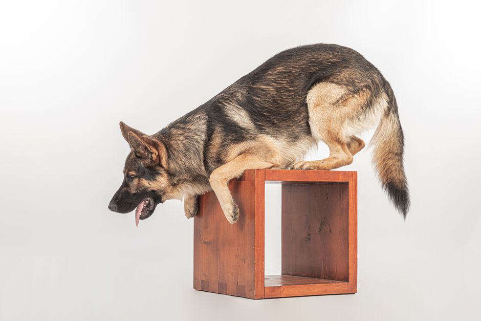 Why Changing the Environment Often Works Better Than Trying to Train Away Behavior