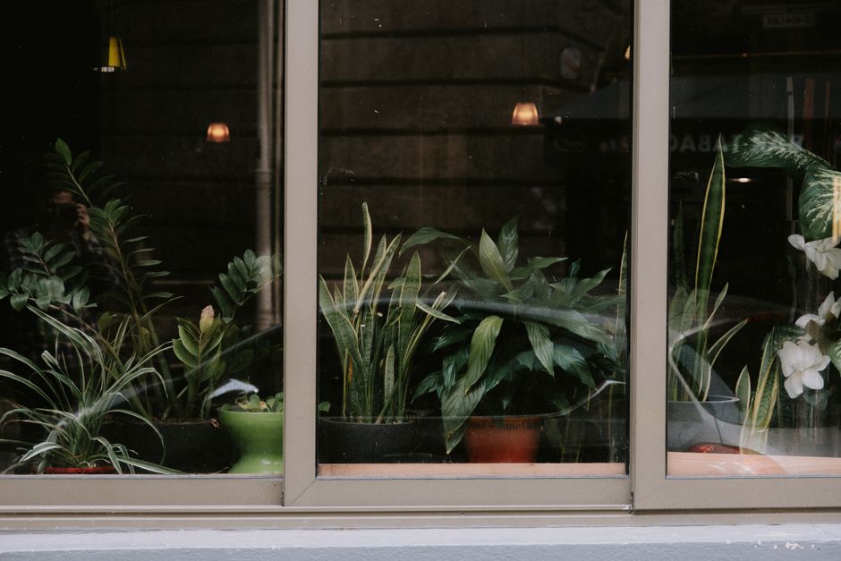 The Ultimate Guide to Low-Maintenance ZZ Plant Care for Busy People
