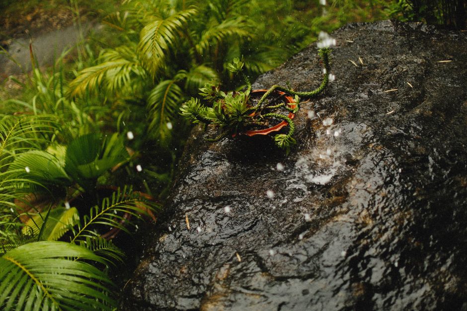 Wilted Leaves but Wet Soil: Why a Drooping Plant Is Not Always a Thirsty Plant