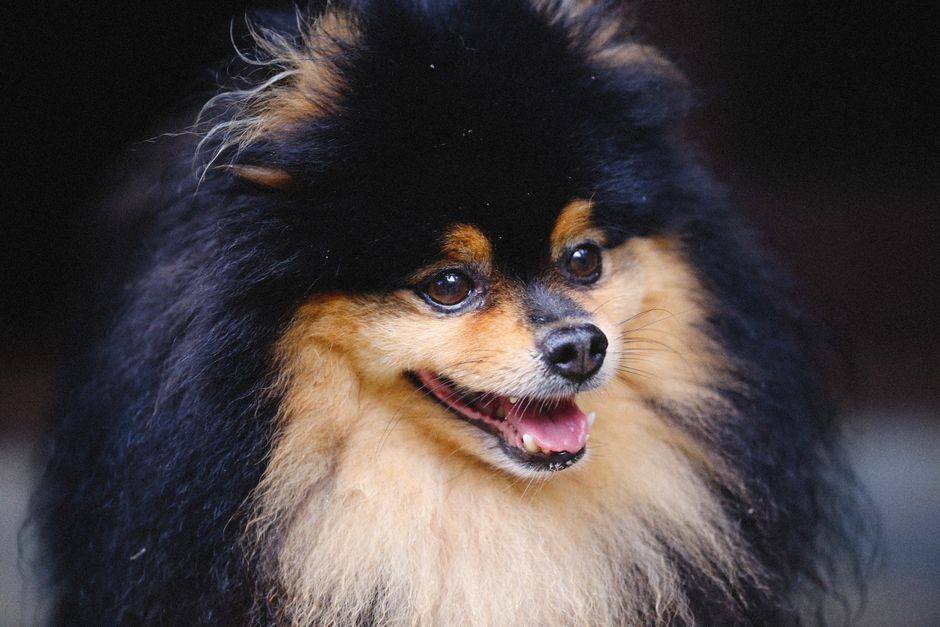 Winter Coat Care for Dogs and Cats: Managing Dry Skin, Static, and Shedding
