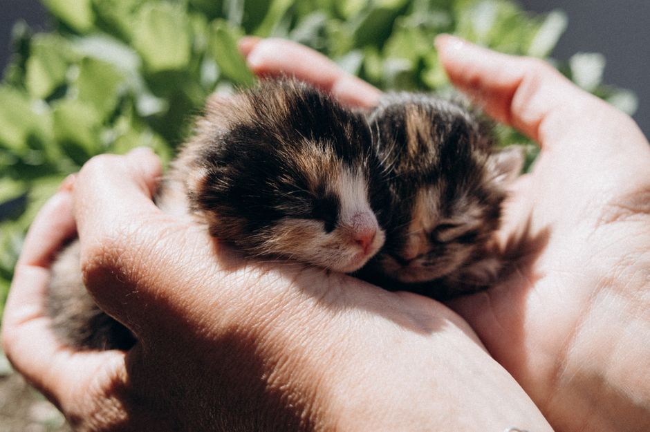 The Complete Guide to Caring for a Senior Kitten: Essential Products and Routines for Aging Felines