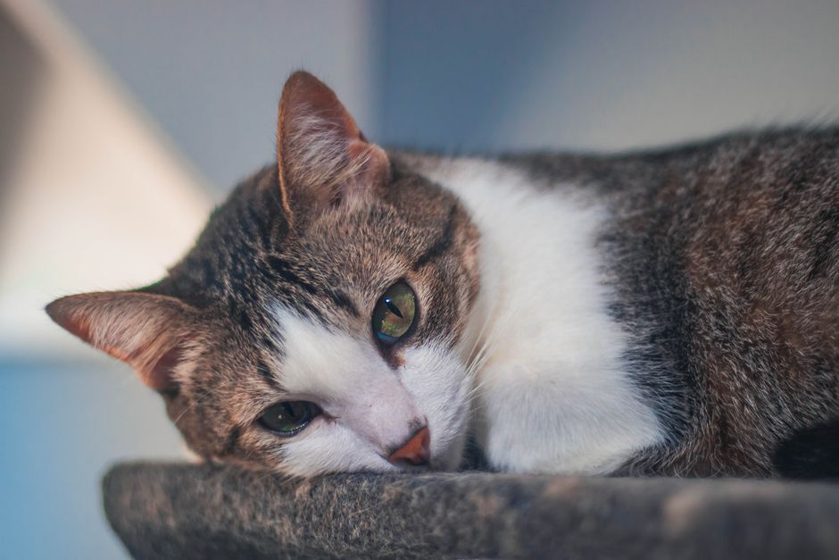 Hidden Signs Your Pet Is Uncomfortable at Home and What to Do About It