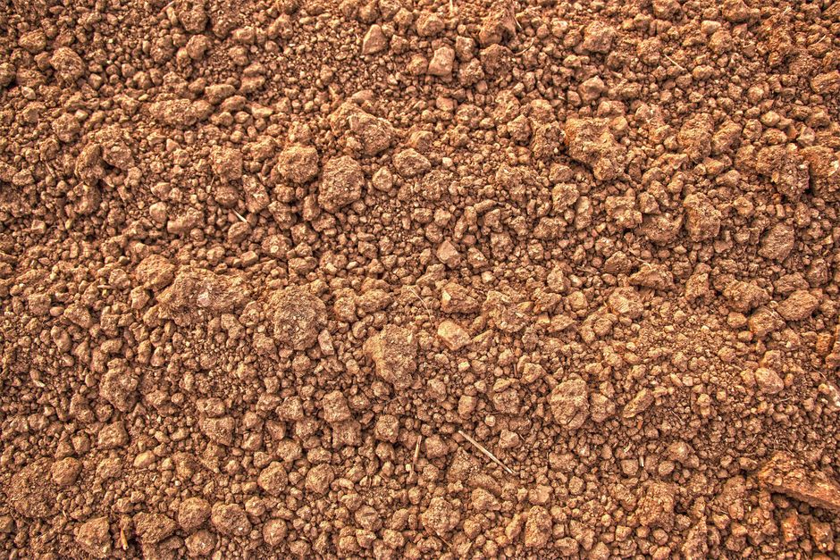 When Poor Soil Structure Turns a Garden Into a Pest Magnet