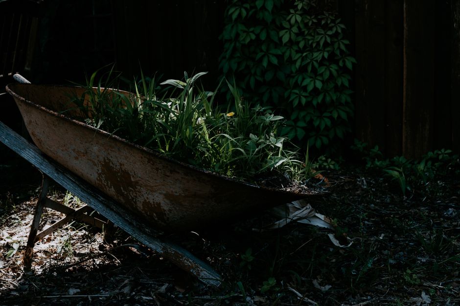 Starting Native Plant Gardening Without Replacing Your Whole Yard