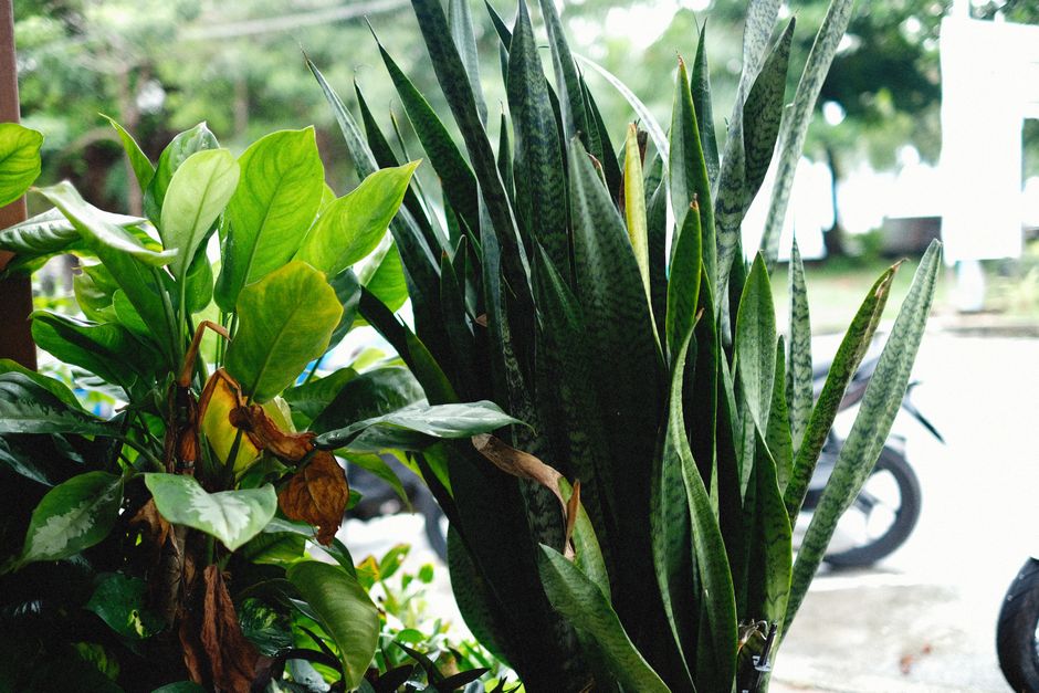 How to Rescue an Overwatered Snake Plant: A Step-by-Step Guide to Saving Your Sansevieria