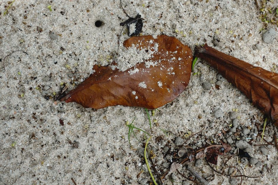 Soil Compaction and Wilted Plants: Why Wet Soil Can Look Like a Disease