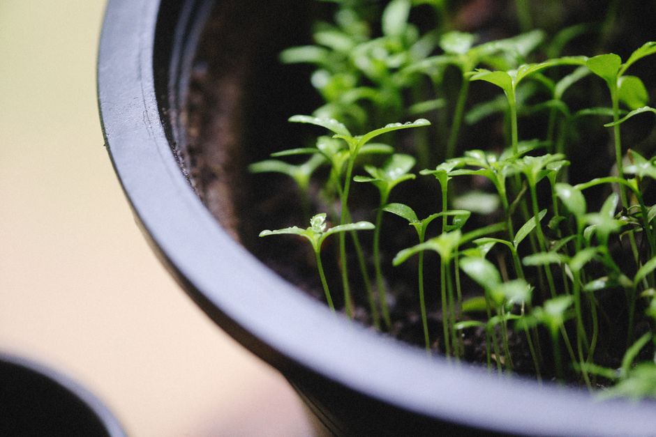 Self-Watering Containers and Nutrient Deficiency: Why Well-Fed Plants Still Look Starved