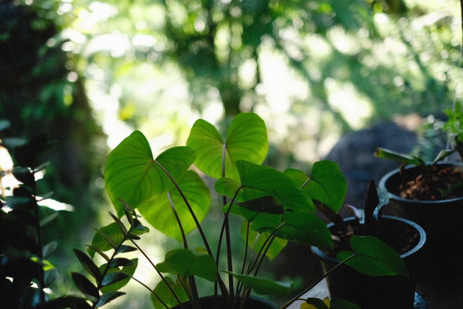 Monstera Care Through the Seasons: A Practical Guide