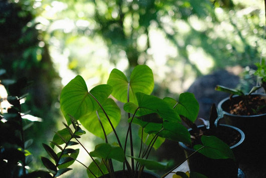 Monstera Care Through the Seasons: A Practical Guide