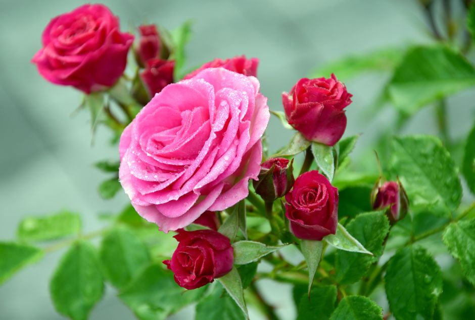 How to Grow Knock Out Roses: The Complete Beginner's Guide to Easy Rose Care