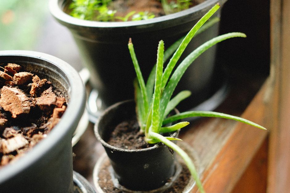 How to Revive a Struggling Aloe Vera Plant: A Step-by-Step Guide