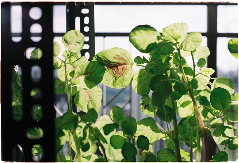 Staking and Supporting Plants: How to Read Load, Movement, and Growth Habit Before You Tie Anything