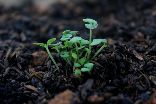 Hardening Off Seedlings: What Changes When a Plant Moves Outdoors