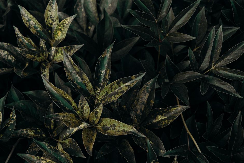 Bacterial Plant Diseases: Why Confirming the Pathogen Before You Treat Matters More Than Any Product