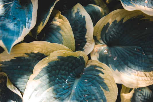 Growing Shade Perennials Organically: Soil, Water, and Pest Strategies for Darker Gardens