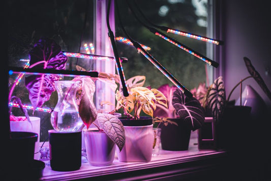 Your First Grow Light on a Shoestring: A Practical Guide to Budget-Friendly Indoor Plant Lighting
