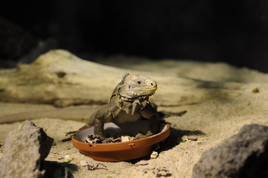 Transitioning a Small Mammal, Bird, or Reptile to a New Food: Why the Enclosure Environment Matters as Much as the Bowl