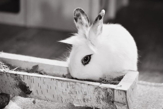 Rabbit Litter Habits: What Litter Choice and Setup Actually Change