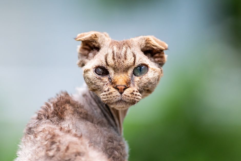 The Ultimate Guide to Natural Remedies for Pet Ear and Eye Care
