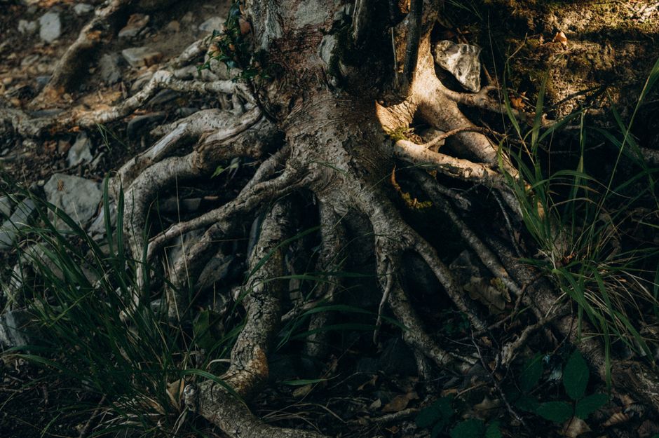Division and Offsets: How Spacing Decisions Shape Root Competition