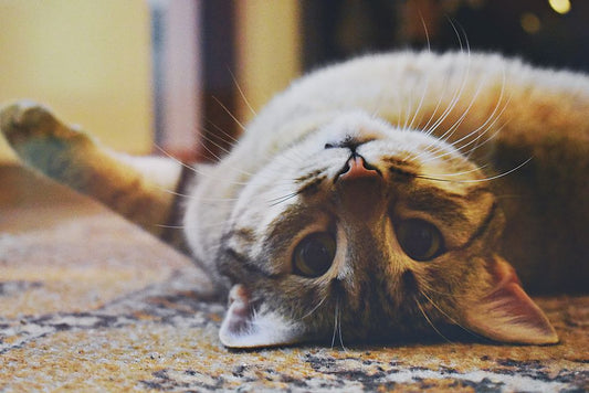 When the Gear Quits: Planning for Pet Equipment Failure Without Turning the House Upside Down