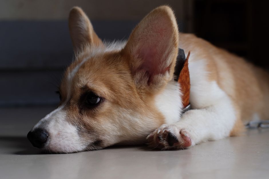 When a Pet Stops Moving as Much: Mobility Changes and the Real Shape of Boredom
