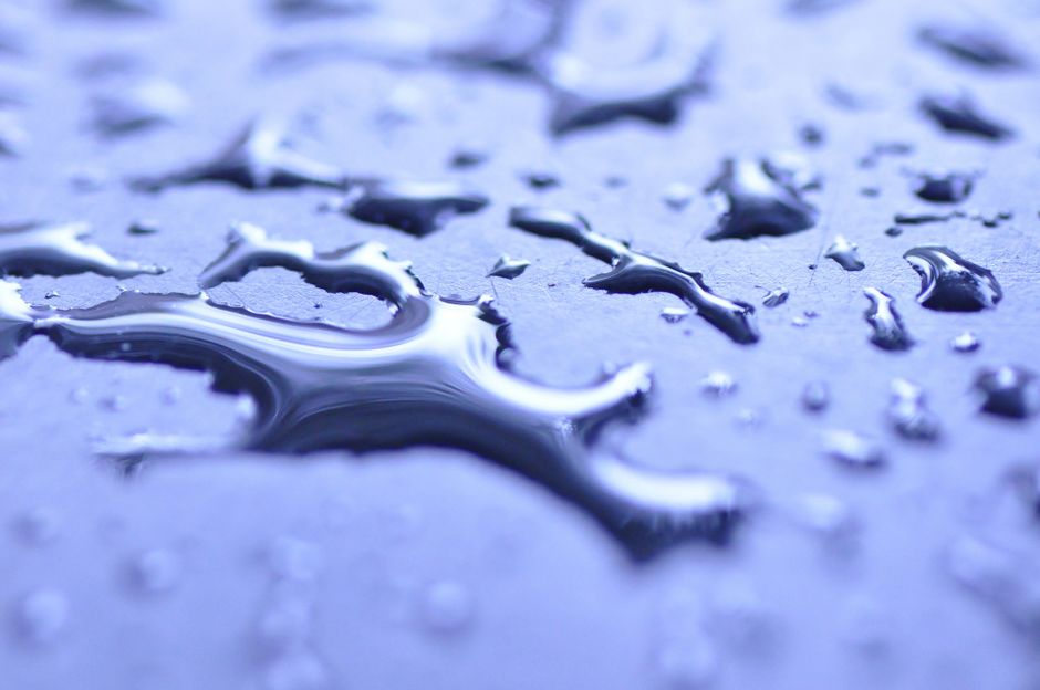 Seed Germination: Moisture, Oxygen, and the Difference Between Wet and Waterlogged