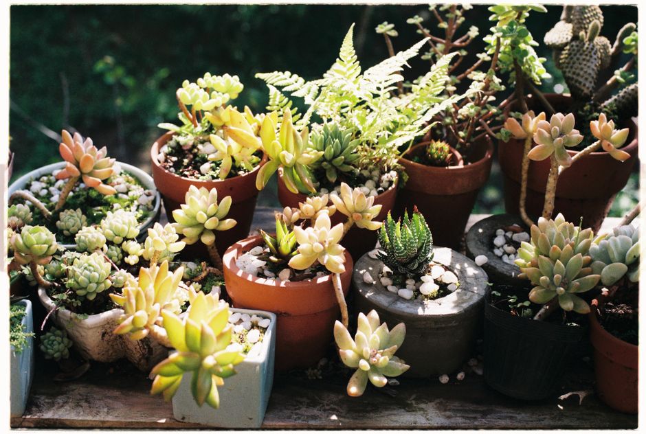 Fertilizing Less: The Low-Maintenance Gardener's Guide to Feeding Plants Without Fuss