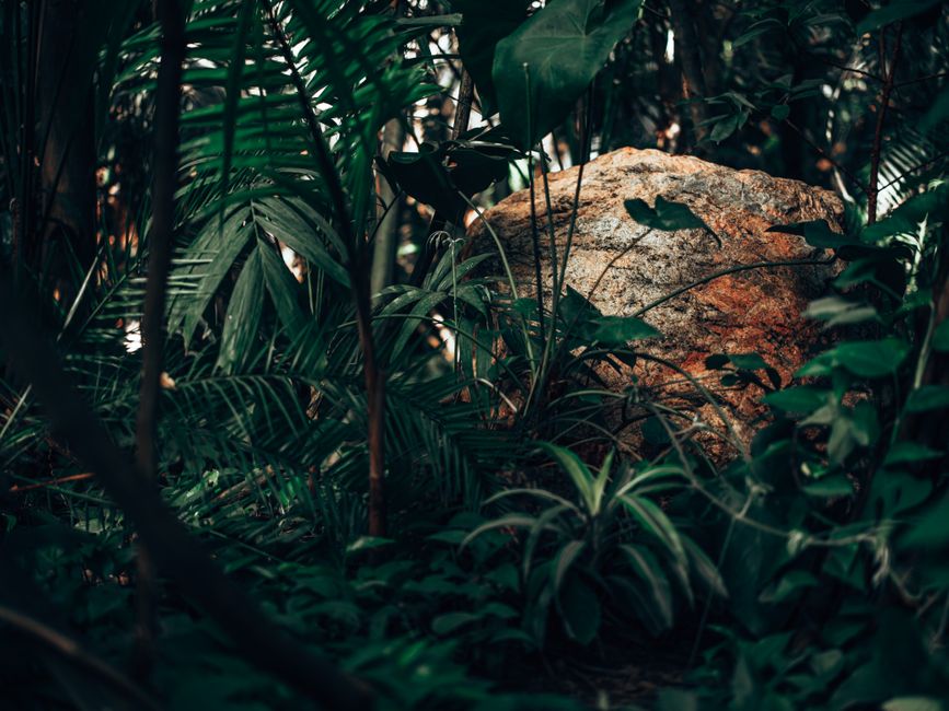 Why Your Plants Are Not Thriving: A Practical Guide to Organic Troubleshooting