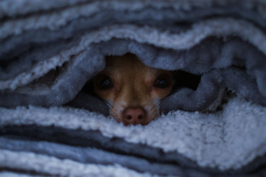 Helping an Anxious Pet Feel Safe: A Practical Care Guide