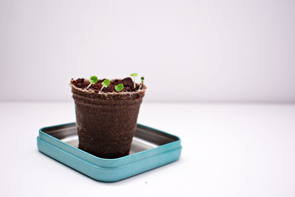How to Start Composting at Home Without Spending a Lot