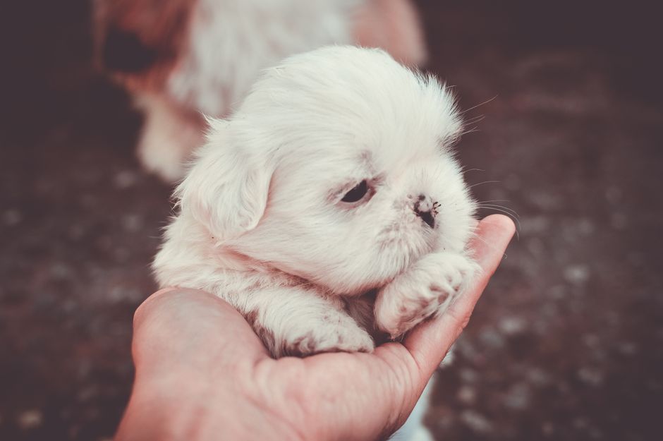 Building a Beginner’s Puppy Care System: From First Day to Full Confidence