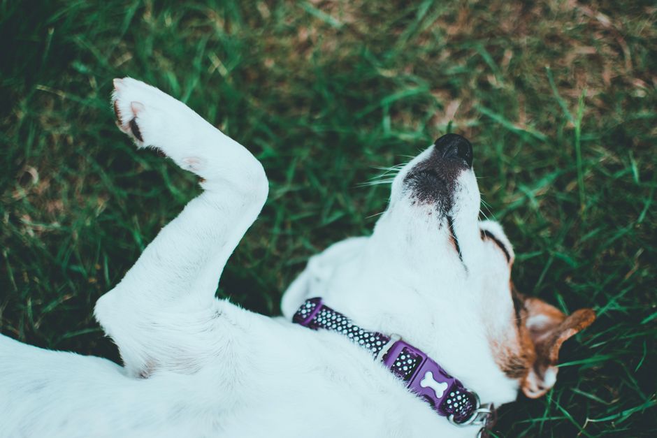 When Belly-Up Isn't an Invitation: Reading Body Condition Signals in Dogs and Cats