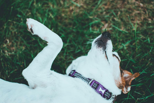 When Belly-Up Isn't an Invitation: Reading Body Condition Signals in Dogs and Cats